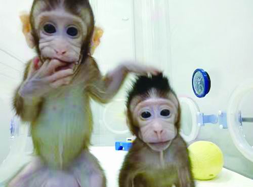 他们在“无人问津”的小岛培育出举世瞩目的克隆猴