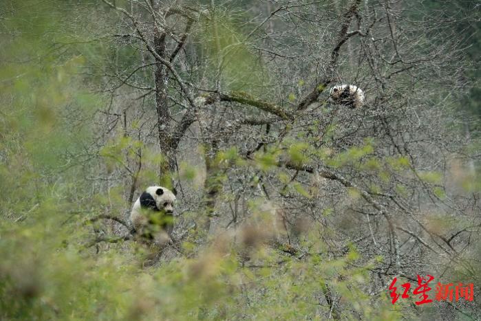 大熊猫母子“同框”，调查小队首次持续记录并采集影像