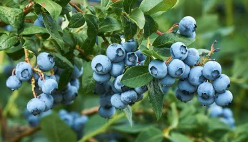 塞尔维亚蓝莓获准入华！欧洲最大蓝莓生产国“卷”进中国市场，当地企业准备“大干一场”