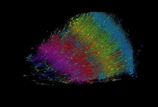迄今最精细人脑三维“地图”亮相：半粒米大小的脑组织，包含近1.5亿个神经突触