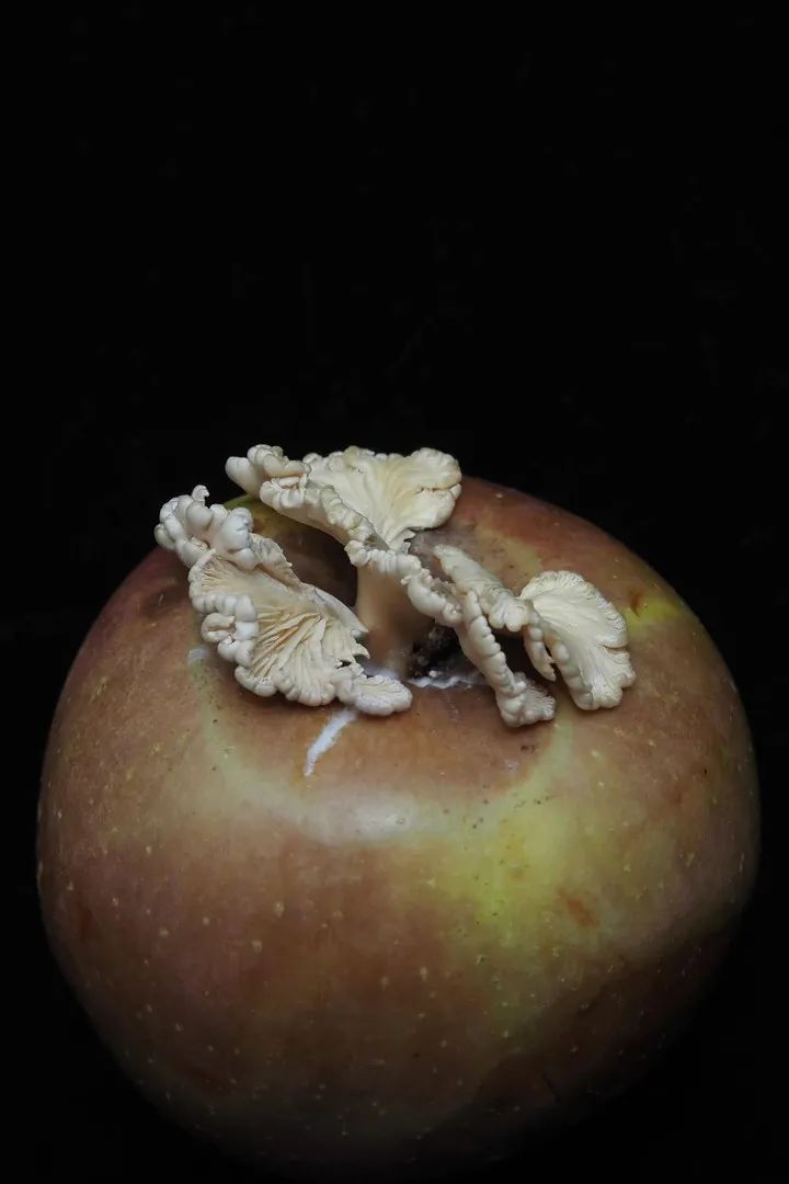 中国科学院博士求购“果菌王”后续：“蒜参蘑”也寄过来了