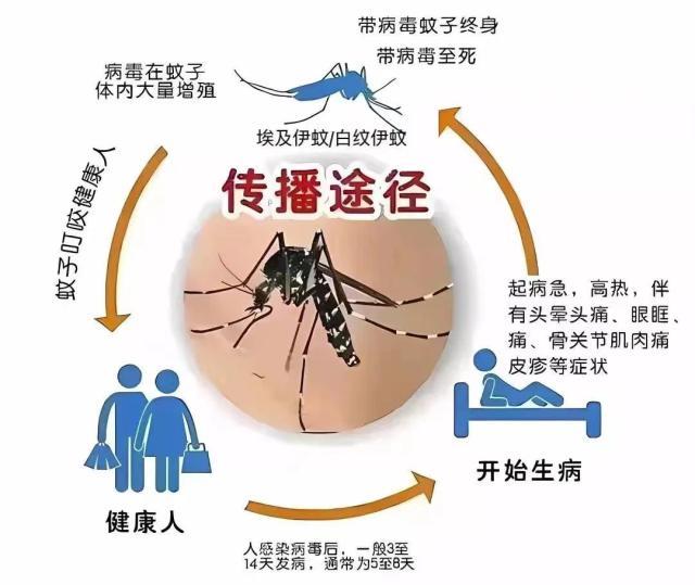 ▲登革热传播途径。图据广州卫健委