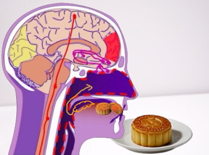 月饼等食物挥发物刺激鼻腔受体的示意图 | 图源 [5] 改编