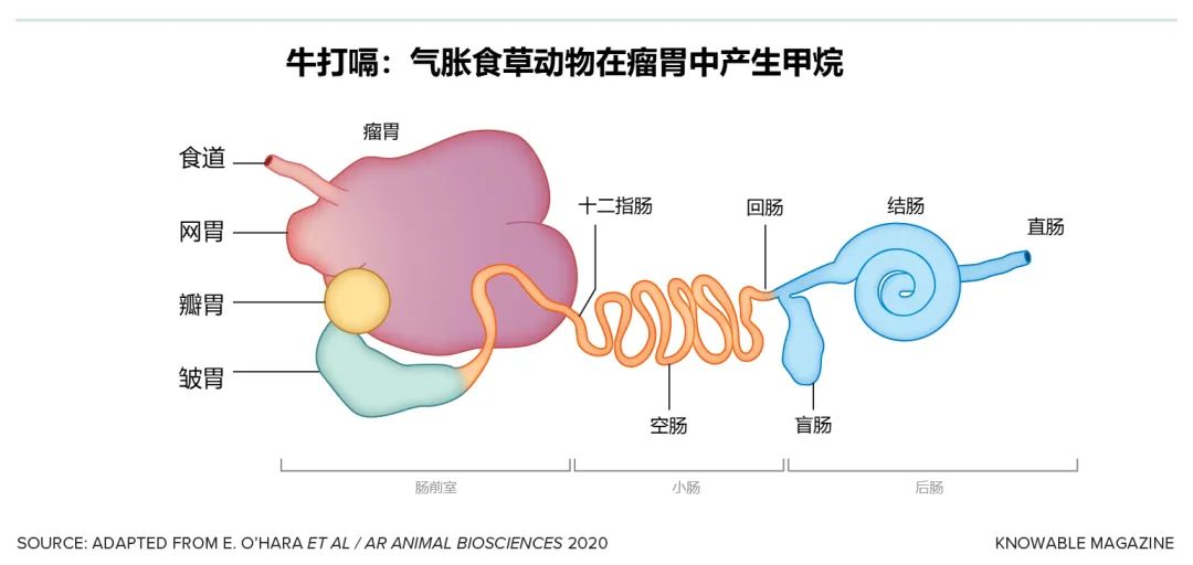 那些消化纤维的微生物 —— 以及那些产生甲烷的微生物 —— 主要生活在瘤胃中。（瘤胃是牛四个胃中的第一个，也是最大的一个）