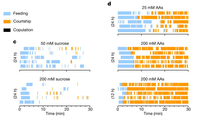 图注：c.喂养不同浓度蔗糖，雄果蝇花在进食与求偶的时间。d.喂养不同浓度的氨基酸，雄果蝇花在进食与求偶的时间