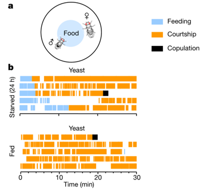 图注：a.b.饥饿了24小时的果蝇与吃饱喝足的雄果蝇在观察时间段内，花在进食（蓝色）、求偶（橘色）、交配（黑色）的时间