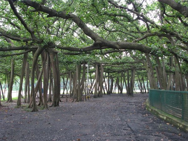 一棵树占地14400 平方米 树干已腐烂100年 但还活着