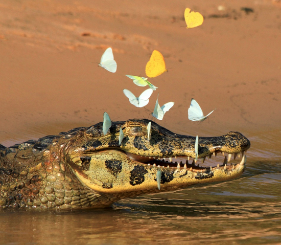 ▲巴西潘塔纳北部，一只凯门鳄的“眼泪”引来了需要补充盐分的蝴蝶（来源：视觉中国）