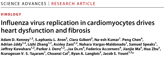 得流感切勿掉以轻心！《科学》子刊发现流感病毒或可直接造成心脏损伤