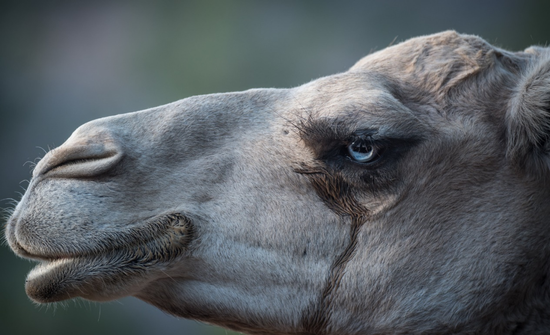 ▲“以泪洗面”的骆驼（摄影：Sean Scarff）