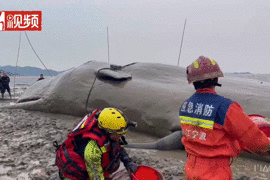 抹香鲸搁浅后成功脱困！鲸豚为何搁浅，如何救助？