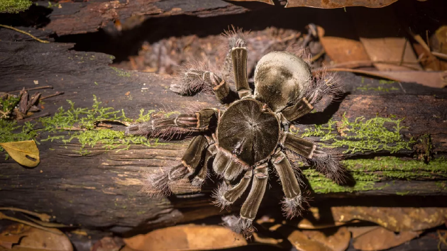 地球上最大的蛛形纲生物是什么？亚马逊巨型食鸟蛛体重最大