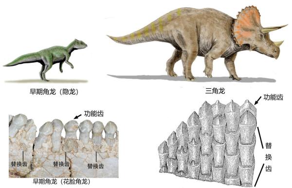 早期角龙（左）和三角龙（右）复原图及下颌牙齿形态对比图。（受访者供图）