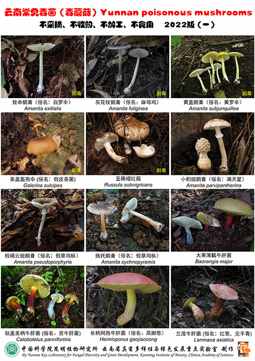 24种云南常见毒蘑菇发布，吃菌必看！