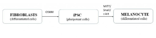 诱导性多能干细胞（iPSC）分化为多种细胞类型，包括神经细胞、肌肉细胞、脂肪细胞