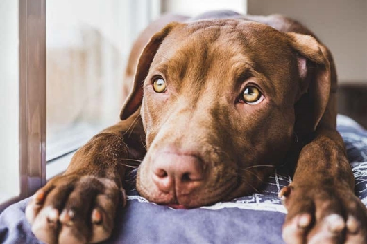 为什么人类更喜欢狗？因为狗有特殊的“表情肌肉”